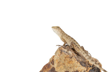 Close up tree lizard or garden lizard climbed up to stand on the rock. Isolated on white background.