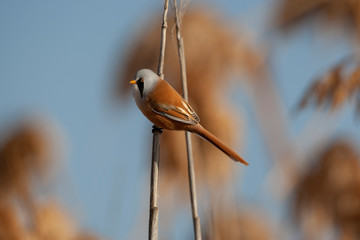 Bearded Reedling Birds