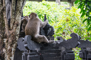 Macacos       indonesia