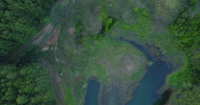 green pine forest in tuyen lam lake