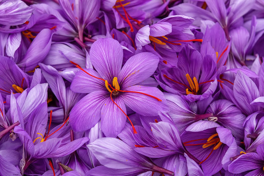 Harvest Flowers of saffron after collection. Crocus sativus, commonly known as the "saffron crocus".Handful.