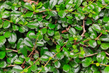 Green leaves are background. This are tridax procumbens and used blur technique to see element's leaves.