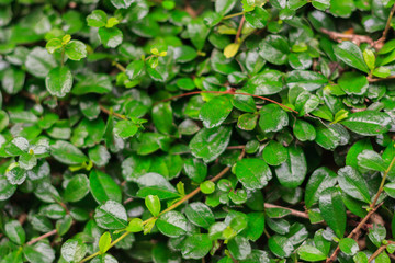 Green leaves are background. This are tridax procumbens and used blur technique to see element's leaves.