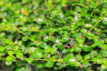 Green leaves are background. This are tridax procumbens and used blur technique to see element's leaves.