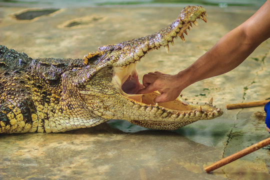 Showman using his hand to delve to the throat of the opened mouth's crocodile. The stuntman puts his hand into the crocodile's mouth.
