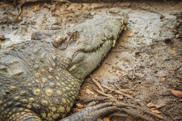 Brown skin of freshwater crocodile back that lying still on the river bank
