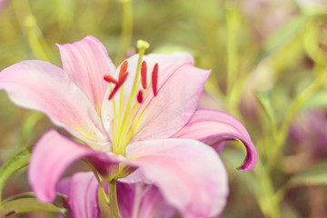 Close up of Lilly flower field background with color tone and copy space.