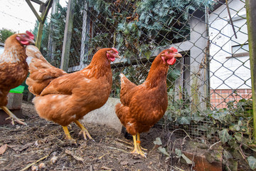 hen and chickens