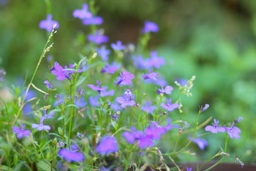 Small blue flowers and green grass. Spring purple flowers in the meadow. Lots of wild blue flowers