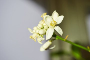 Grapefruit during flowering. Macro photography of flowers