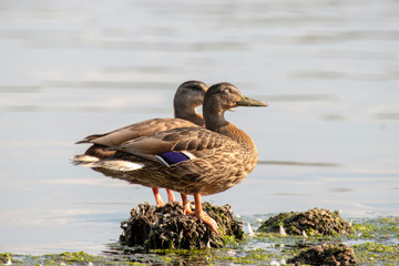 Fototapeta premium Ducks are resting