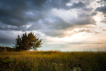 Obraz premium tree in field