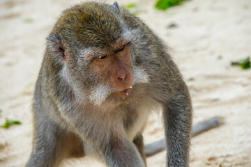Macacos       indonesia