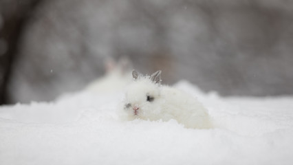 white rabbit in winter
