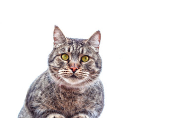 british cat isolated on white background
