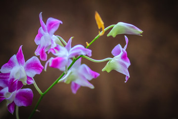 Obraz na płótnie Canvas Beautiful purple dendrobium orchid flowers on the dark background, selective focus.