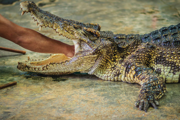 Showman using his hand to delve to the throat of the opened mouth's crocodile. The stuntman puts his hand into the crocodile's mouth.