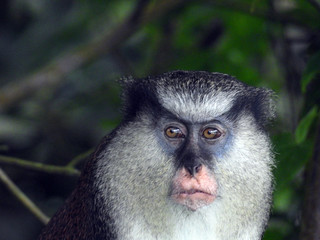 Mona Monkey