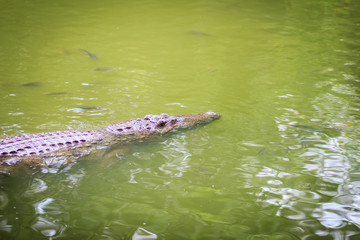 Fototapeta premium Crocodile and fishes are swimming in the clear river.
