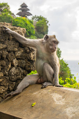 Macacos       indonesia