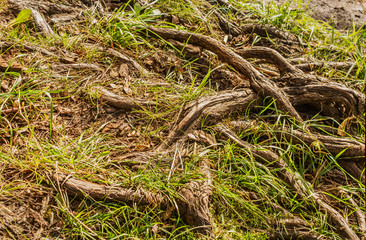 intertwined tree roots close up background texture
