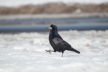 Rook