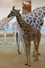 small giraffe in the zoo