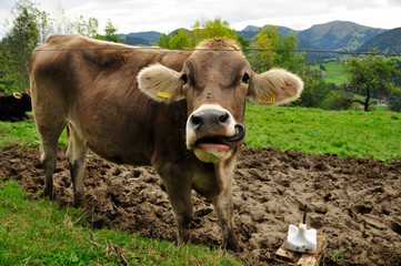 Cow in mud with extra long tongue on a salt stone
