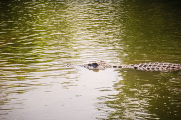 Large crocodile lying in still water for sunbathing. A large crocodile lies half-submerged in water and waits for prey.