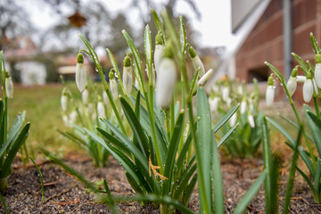 snowdrops in grass