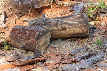Sawn logs of trees and tree bark. Problem of deforestation and environmental problems. Pine logs lie in the forest