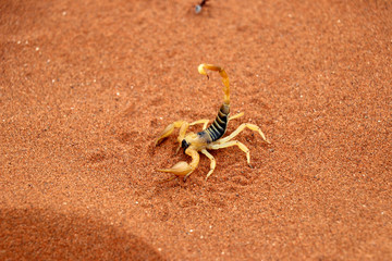 scorpion (parabuthus villosus) - Namibia Africa