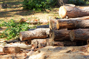 Sawn logs of trees and tree bark. Problem of deforestation and environmental problems. Pine logs lie in the forest