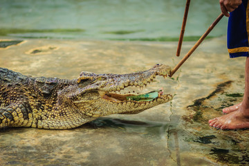 Crocodile's mouth wide open with money inside. Money inside crocodile's mouth and how to put it back.
