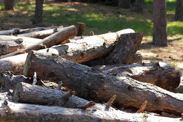 Fototapeta premium Sawn logs of trees and tree bark. Problem of deforestation and environmental problems. Pine logs lie in the forest