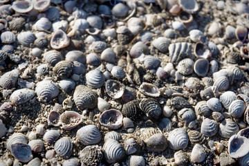 Small bright sea clams lightned by sun on beach of Chelem, Mexico