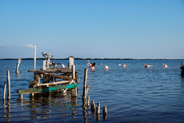 Abandoned pier with sea gulls and flying flamingos in the back, Chelem, Mexico