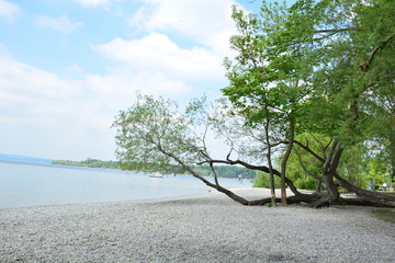 Grüner Baum wächst über den Strand von Herrsching am Ammersee in Bayern, Deutschland, Sommer
