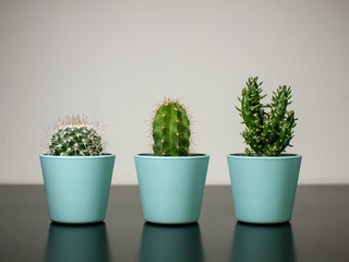 Three cactuses in stylish turquoise pots