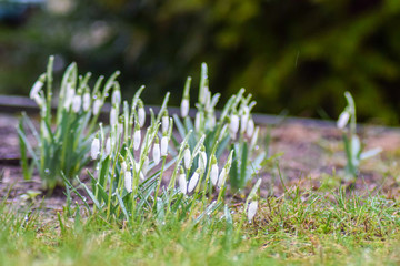 snowdrops in grass