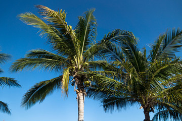 Fototapeta na wymiar Dark green palm trees on blue sky, Chelem, Mexico