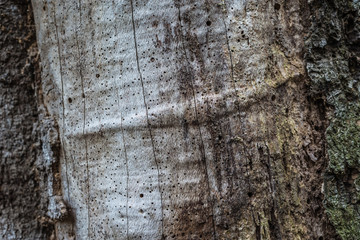 Bark close up 19