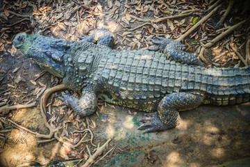 Obraz premium Brown skin of freshwater crocodile back that lying still on the river bank