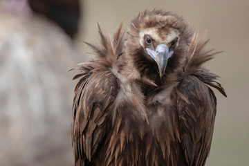 Cinereous Vulture Birds Animal