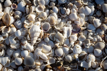 Small bright sea clams with grass lightned by sun on beach of Chelem, Mexico