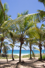 Fototapeta premium brazlian landscape at the beach with a blue sky in a sunny day
