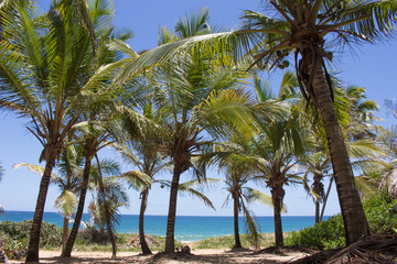 Fototapeta premium brazlian landscape at the beach with a blue sky in a sunny day