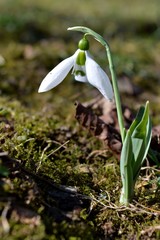 white snowdrops in the grass