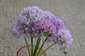 Round inflorescences of Allium lusitanicum
