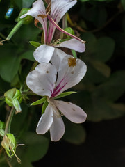 Blooming white flower